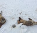 Трех лисиц жестоко убили отдыхающие в Охинском районе