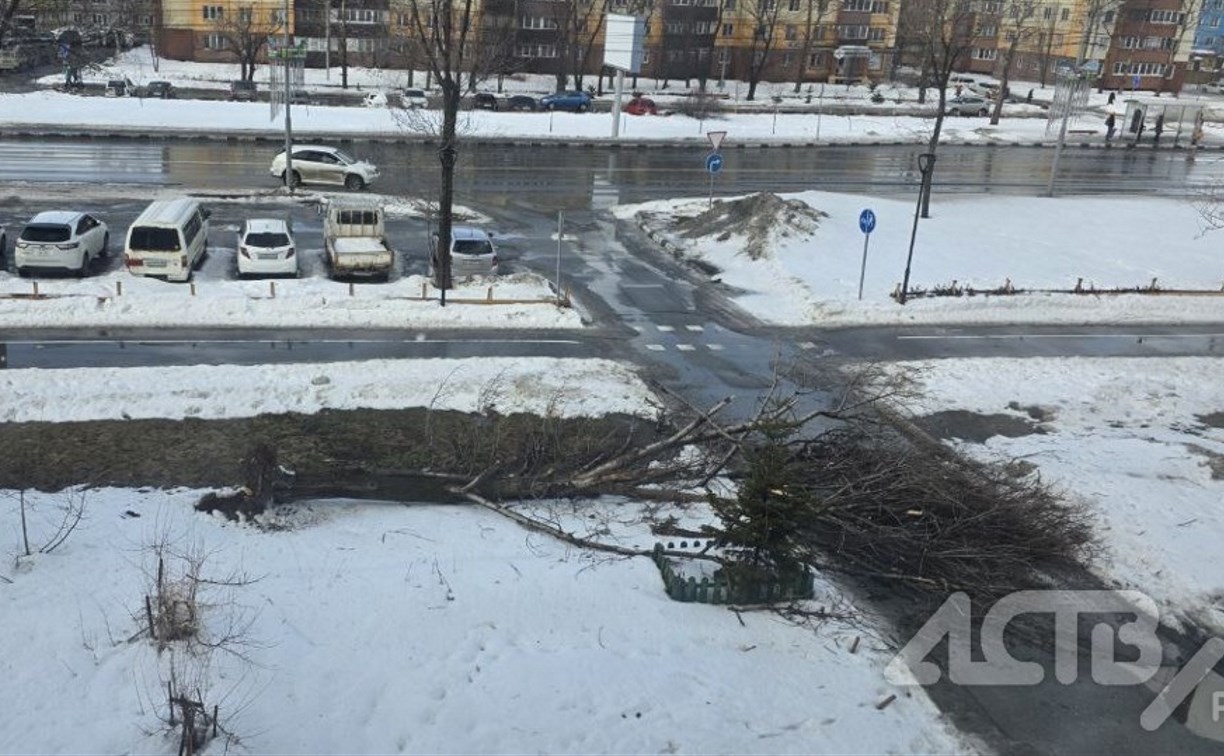 Дерево рухнуло в Южно-Сахалинске из-за сильного ветра