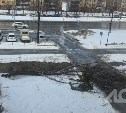 Дерево рухнуло в Южно-Сахалинске из-за сильного ветра