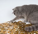 Названы домашние животные, на которых россияне тратят денег больше всего