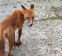 Голодный лис приходит на обед к жителям Холмска