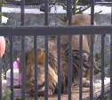 Дети в Южно-Сахалинске скормили старенькому льву его портрет