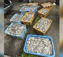 Двое сахалинцев получили уголовное дело за покупку свыше 19 тысяч хвостов корюшки