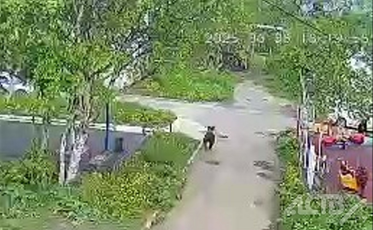 Медведь на Сахалине пробежался по двору, заставив детей кричать от страха