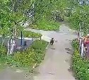 Медведь на Сахалине пробежался по двору, заставив детей кричать от страха