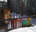 День рождения льва Лорда отметили в сахалинском зоопарке