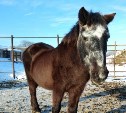 Сахалинская лошадь идет на рекорд по долгожительству