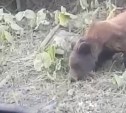 Медведь вышел к дороге в Арсентьевке 