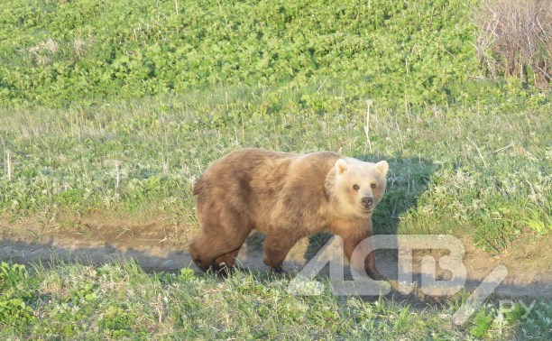 Медведь-альбинос вышел к морю на Курилах