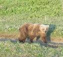 Медведь-альбинос вышел к морю на Курилах