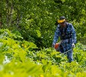 Больше 25 га борщевика ликвидировали в Южно-Сахалинске на этой неделе