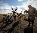 Сахалинские депутаты интересуются, почему оленеводы не пользуются субсидиями