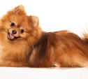 Не смогла остановиться: когда сахалинку судили за продажу 20 несуществующих собак, у нее купили ещё одну