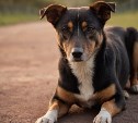 В Южно-Сахалинске за неделю поймали 33 собак без владельцев