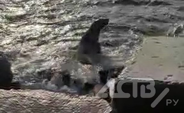 Сивуч на Сахалине просочился между бетонными блоками, спасаясь от маленькой собачки