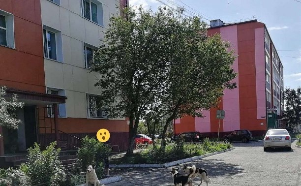 Собаки покусали за ноги ребёнка в Поронайске Собаки покусали за ноги ребёнка в Поронайске