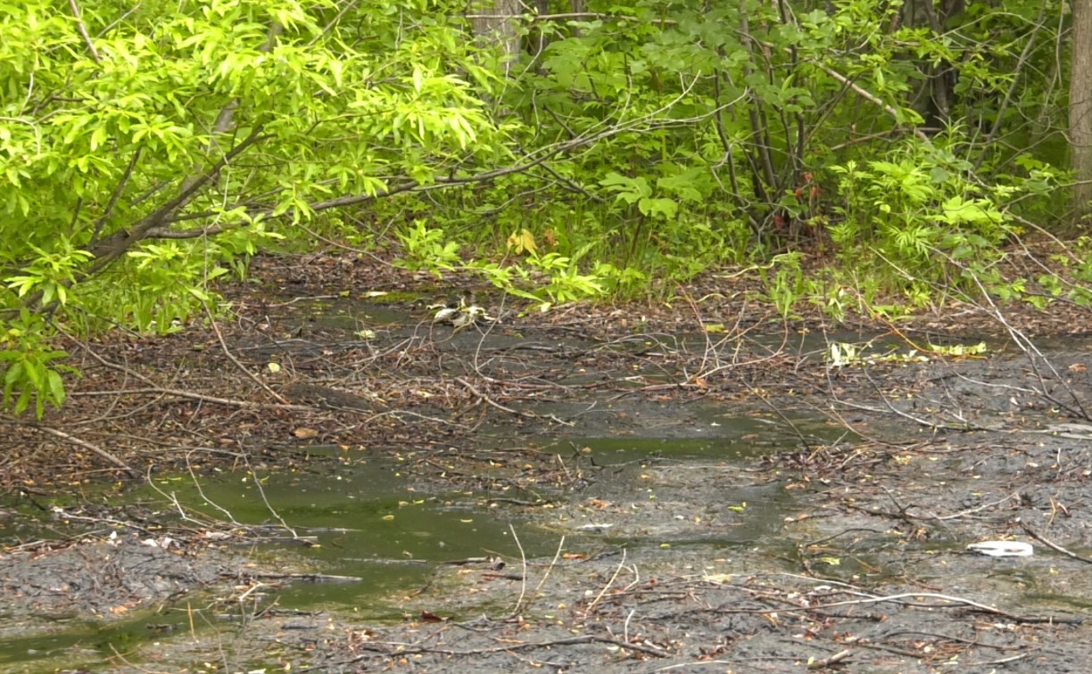 Экологическая беда: в Углезаводске лес заливает смолой и мазутом