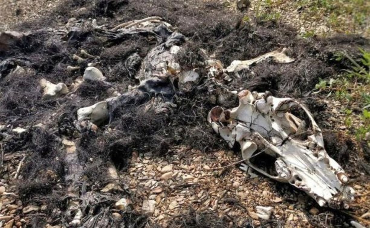 Сахалинцы нашли кости крупного медведя в районе озера