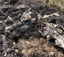Сахалинцы нашли кости крупного медведя в районе озера