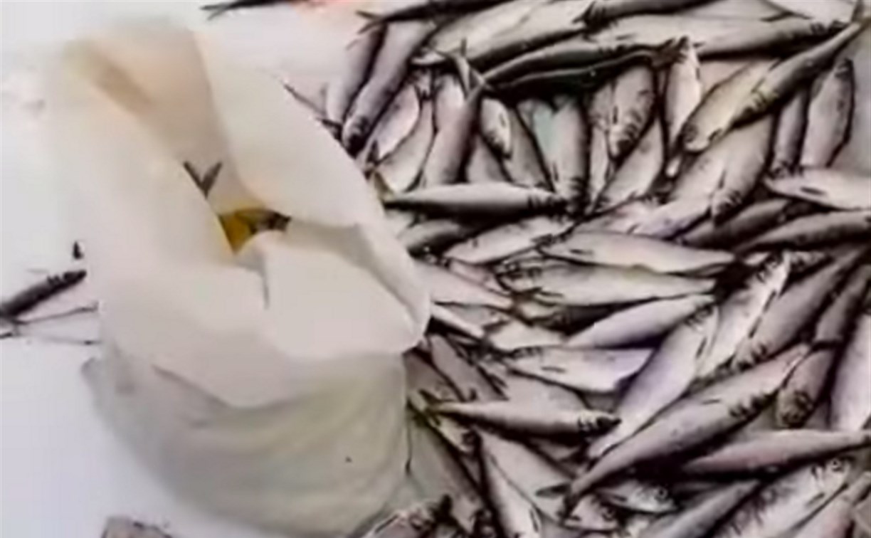 Рыбаки в Томаринском районе кучами вывозят селёдку