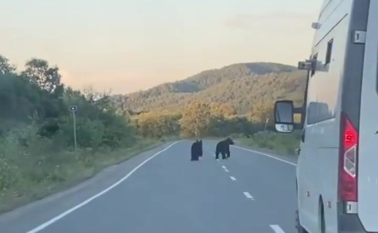 Два медведя на Сахалине бежали впереди "Газели" по трассе