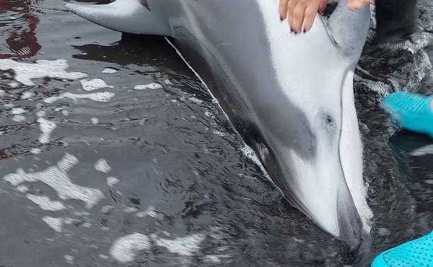 Туристы на Курилах вернули бившегося на мелководье дельфина в море