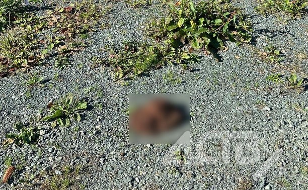 Очевидец: ещё один медведь пришёл в СНТ вдоль охотской трассы