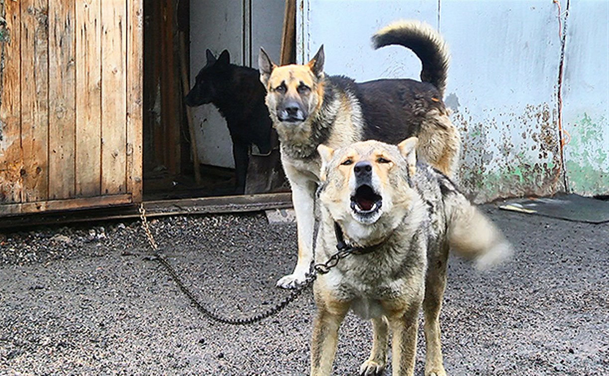 В Стародубском жителей терроризируют «не бездомные» собаки
