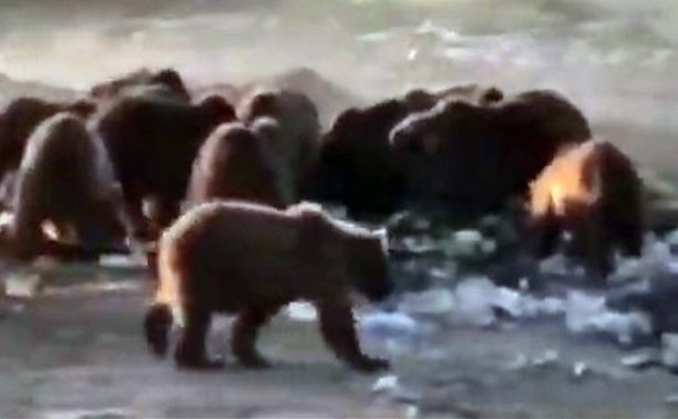 Жители Камчатки встретили банду из 12 медведей, которые в поисках пищи вышли к селу
