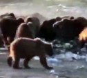 Жители Камчатки встретили банду из 12 медведей, которые в поисках пищи вышли к селу