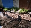 Криминальный бизнес с гребешками на Сахалине: задержана группа браконьеров с арсеналом техники