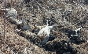 Общество
