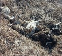 Сахалинка обнаружила трупы баранов в Корсаковском районе