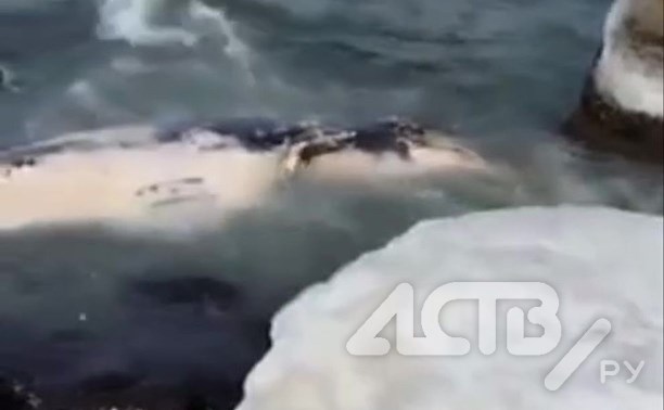 Тушу морского животного выбросило на берег в сахалинском селе