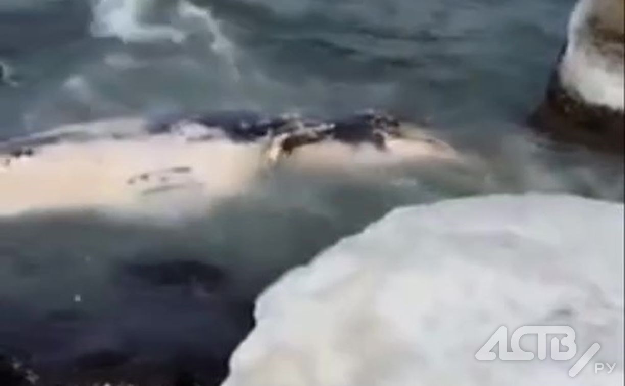 Тушу морского животного выбросило на берег в сахалинском селе