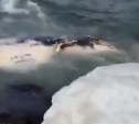 Тушу морского животного выбросило на берег в сахалинском селе