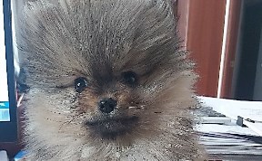 Общество