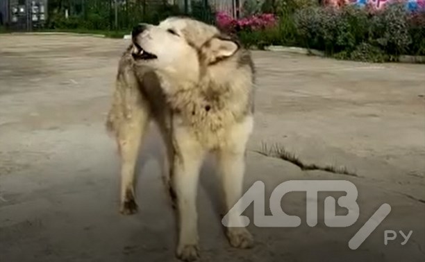 Собака спела сразу два гимна на линейке 1 сентября на Сахалине