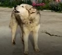 Собака спела сразу два гимна на линейке 1 сентября на Сахалине