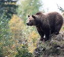 Восемь медведей отстрелили в Корсаковском районе с начала года