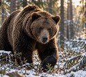 Охотникам пообещали по 30 тысяч рублей за каждого медведя