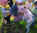Воспитанники детсада в Корсакове собрали урожай со своего мини-огорода