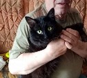 Сахалинский пенсионер просит разобрать кошечек, которых он когда-то подобрал на улице