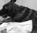 "Честно, потрясены": как бездомный пёс Рекс сплотил людей на Сахалине своим трагическим появлением