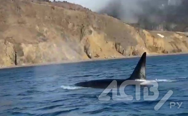 Захватывающее дух видео: киты-убийцы обступили лодку с людьми у маяка Анива