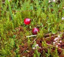 Найдена чудо-ягода для оздоровления сердца, которая есть на Сахалине