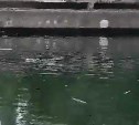 Одна погибла, трёх спасли: собаки тонули в старом водохранилище в Поронайске