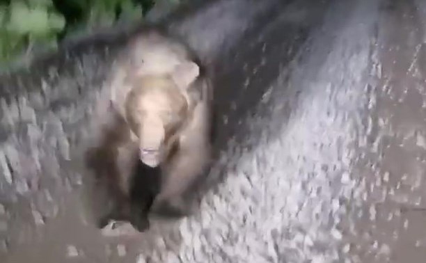 Три медведя ночью остановили автомобиль на Курилах