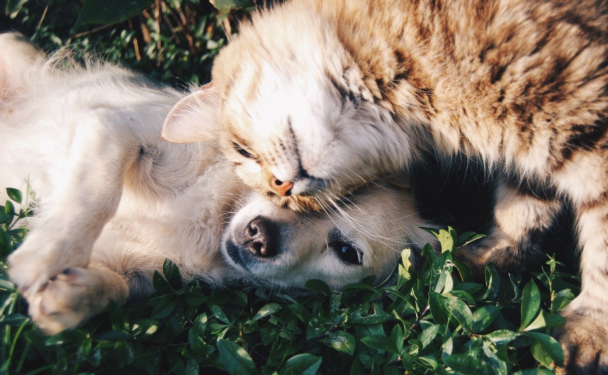 Кошки отдельно, собаки отдельно: новые правила торговли животными в России