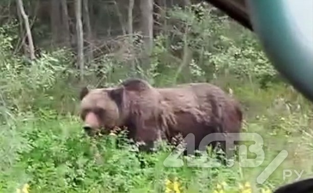"Даже медведи уже на ПП": сахалинцы встретили косолапую "корову", мирно поедающую зелёный салатик